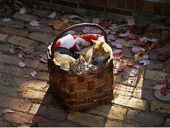 第三人称徒步模拟冒险游戏《精灵交涉人》现已在Steam平台正式推出