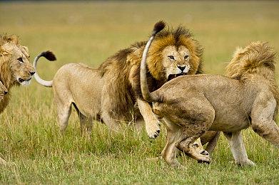 《幻想三国志》系列Steam版迎来更新 追加全屏功能